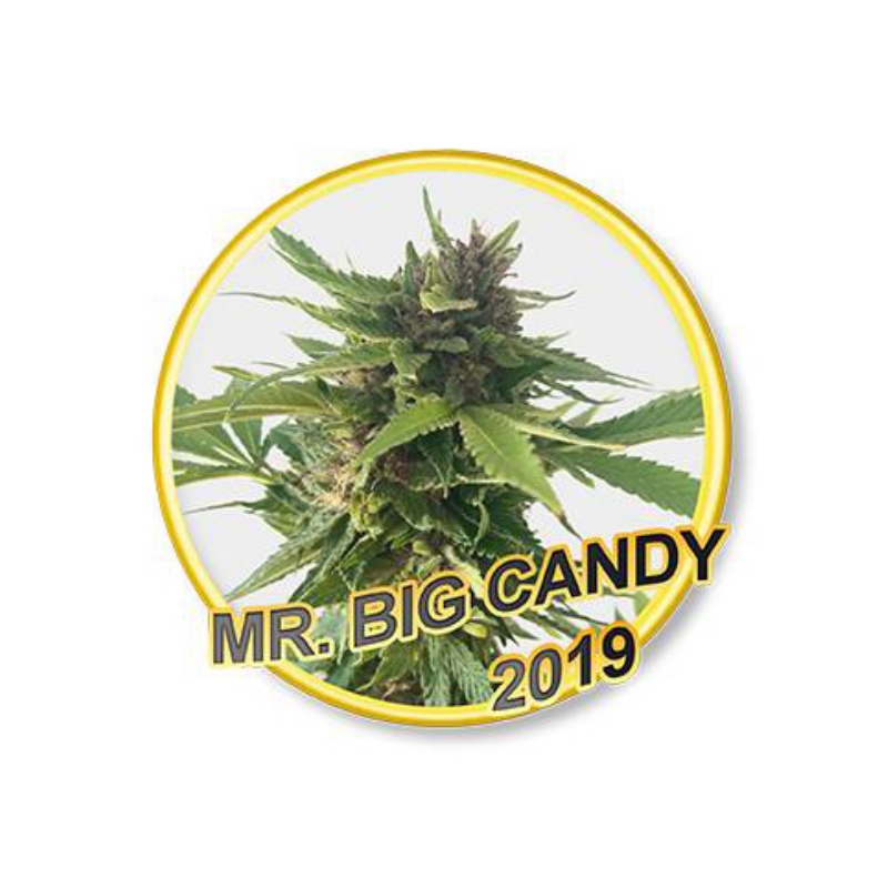 50 UND FEM - MR. BIG CANDY * MR. HIDE SEEDS 50 UND FEM