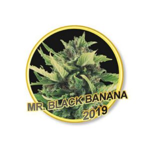 100 UND FEM - MR. BLACK BANANA * MR. HIDE SEEDS 100 UND FEM