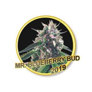 3 UND FEM - MR. BLUEBERRY BUD * MR. HIDE SEEDS 3 UND FEM