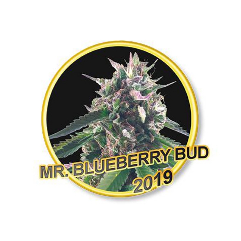 50 UND FEM - MR. BLUEBERRY BUD * MR. HIDE SEEDS 50 UND FEM