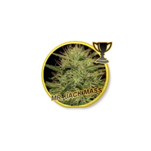 7 UND REG - MR. JACK MASS * MR. HIDE SEEDS 7 UND REG