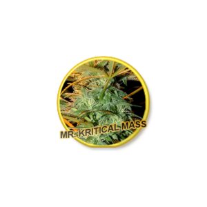 7 UND REG - MR. KRITICAL MASS * MR. HIDE SEEDS 7 UND REG