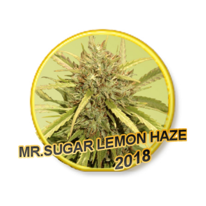 15 UND REG - MR. SUGAR LEMON HAZE * MR. HIDE SEEDS 15 UND REG