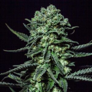 1 UND FEM - MUSE * R-KIEM SEEDS  1 UND FEMINIZADA