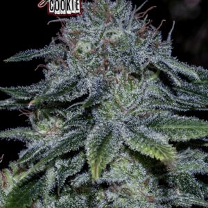 5 UND FEM - MYSTIC COOKIE (EDICION ESPECIAL EEUU) * POSITRONICS 5 UND FEMINIZADAS