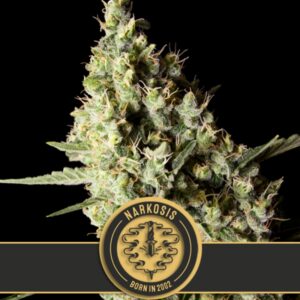 9 UND FEM - NARKOSIS * BLIMBURN SEEDS 9 UND FEMINIZADAS