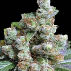 5 UND FEM - NBA DIESEL * BULK SEED 5 UND FEM