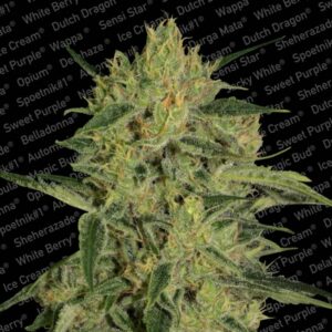 3 UND FEM - NEBULA II CBD * PARADISE SEEDS FEMINIZADA 3 UND