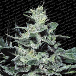 3 UND FEM - NEBULA * PARADISE SEEDS 3 UND FEMINIZADAS