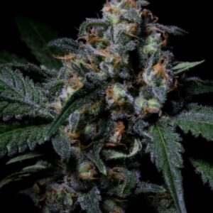 1 UND FEM - NEGRA 44 * R-KIEM SEEDS UND FEMINIZADAS 1 UND