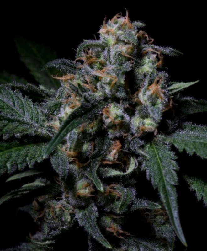 3 UND FEM - NEGRA 44 * R-KIEM SEEDS 3 UND FEMINIZADAS