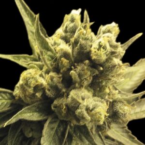 3 UND FEM - NEMO * EXCLUSIVE SEEDS 3 UND FEM
