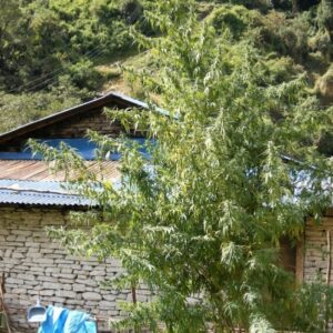 10 UND REG - NEPAL ANNAPURNA * ACE SEEDS 10 UND REGULARES