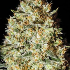 5 UND FEM - NEPAL GOLD * BULK SEED 5 UND FEM