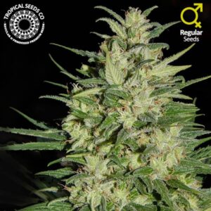 10 UND REG - NEPAL HIGHLAND * TROPICAL SEEDS 10 UND REGULARES