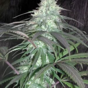 10 UND  REG - NEPAL  JAM  * CANNABIOGEN 10 UND REG