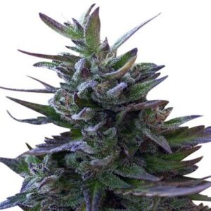 10 UND REG - NEPAL MIST * ACE SEEDS 10 UND REGULARES