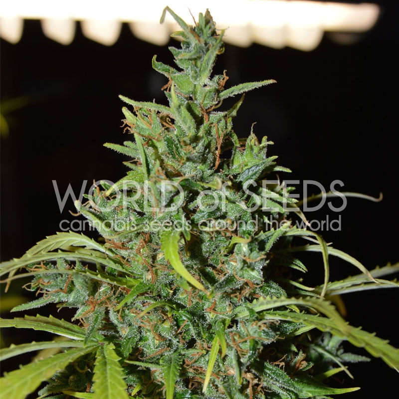 3 UND FEM - NEVILLE HAZE RYDER (AUTOFLOWERING C.) * WORLD OF SEEDS 3 UND FEMINIZADAS