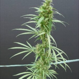 15 UND REG - NEVILLES HAZE * MR NICE LIMITED EDITION 15 UND REG