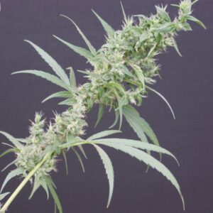 15 UND REG - NEVILLE'S HAZE X MANGO   * MR NICE LIMITED EDITION 15 UND REG