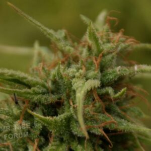 15 UND REG - NEVILLES SKUNK * MR NICE LIMITED EDITION 15 UND REG