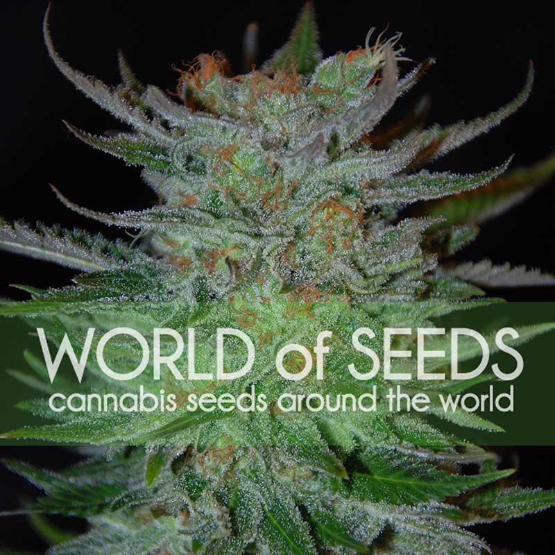 3 UND FEM - NEW YORK 47 (LEGEND COLLECTION) * WORLD OF SEEDS 3 UND FEMINIZADAS