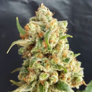 1 UND FEM - NEW YORK DIESEL AUTO * EXPERT SEEDS 1 UND FEMINIZADA
