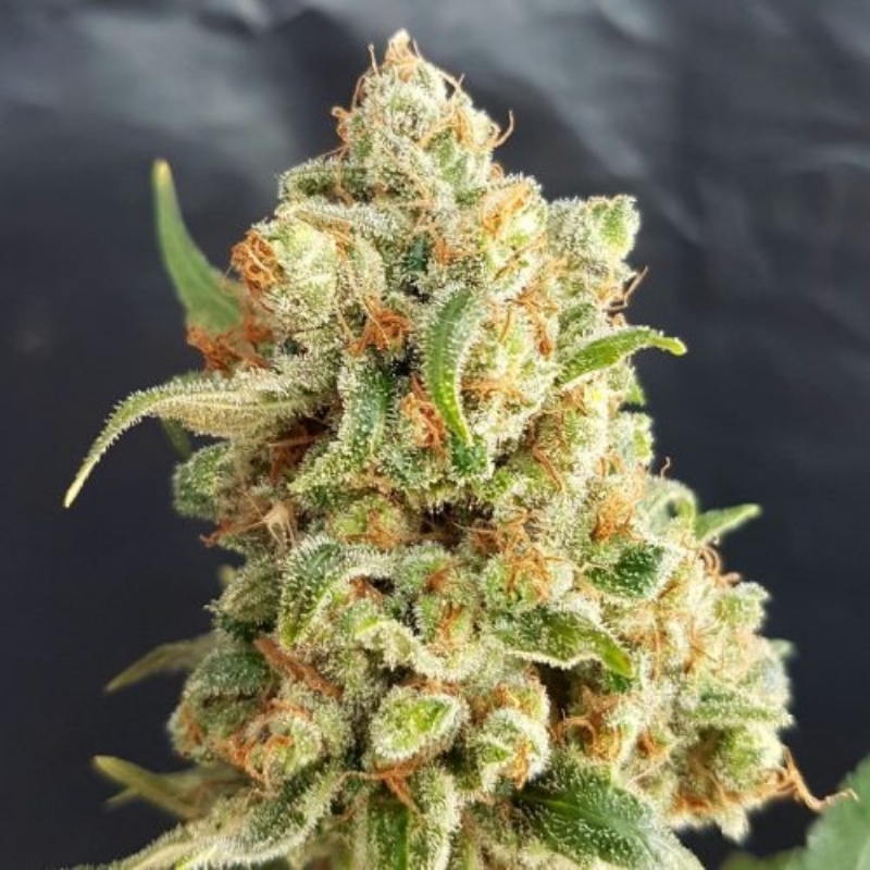 1 UND FEM - NEW YORK DIESEL AUTO * EXPERT SEEDS 1 UND FEMINIZADA