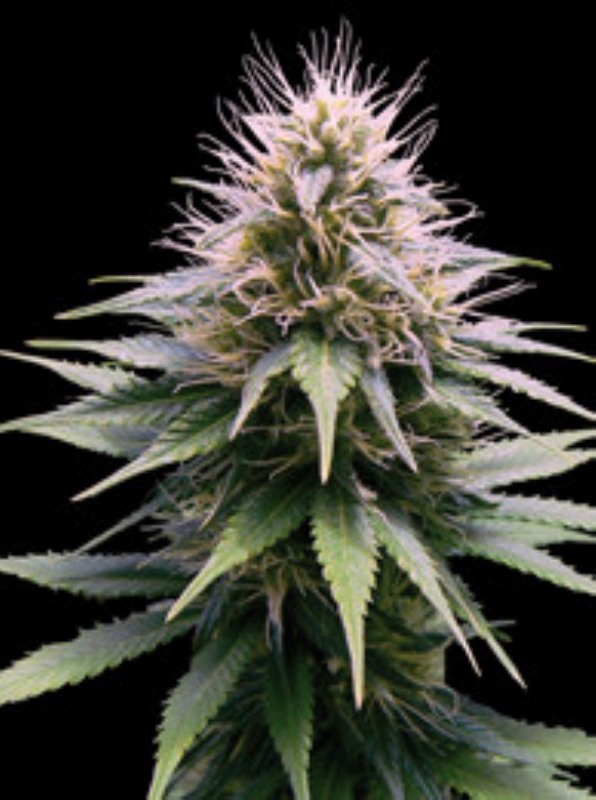3 UND FEM - NEW YORK DIESEL AUTOMATICA * PROFESSIONAL SEEDS 3 UND