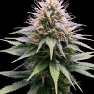 1 UND FEM - NEW YORK DIESEL AUTOMATICA * PROFESSIONAL SEEDS 1 UND FEMINIZADA