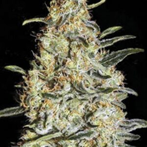 10 UND FEM - NEW'S HAZE * BULK SEED 10 UND FEM