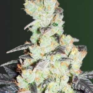 5 UND FEM - NHL  DIESEL * VICTORY SEEDS FEMINIZADA 5 UND