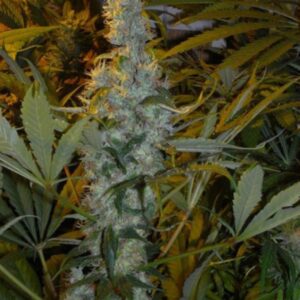 15 UND REG - NHS (NL5/HAZE X SKUNK) * MR NICE LIMITED EDITION 15 UND REG