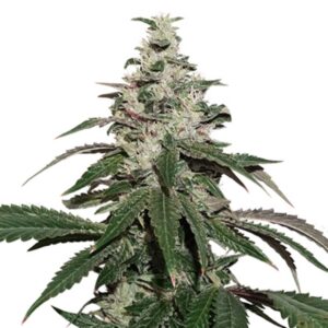 100 UND FEM - NICOLE CREAM AUTO * SEEDSTOCKERS 100 UND FEMINIZADAS