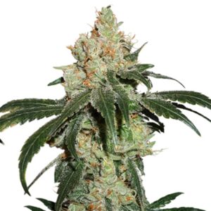 100 UND FEM - NICOLE CREAM * SEEDSTOCKERS 100 UND FEMINIZADAS