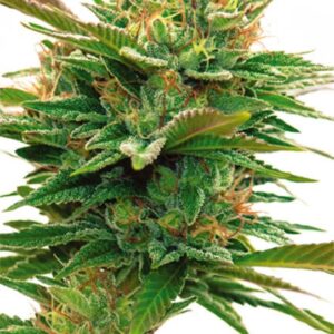 5 UND FEM - NICOLE X OG * VISION SEEDS 5 UND FEM
