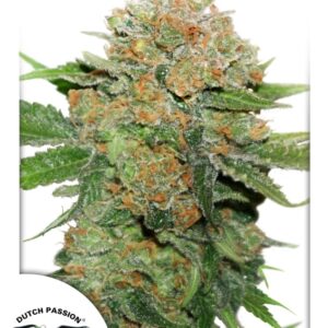 5 UND FEM - NIGHT QUEEN * DUTCH PASSION 5 UND FEMINIZADAS