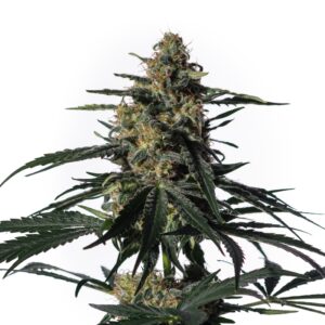1 UND FEM - NIGHTINGALE * MEDICAL MARIJUANA GENETICS 1 UND FEMINIZADAS