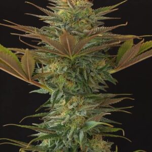 15 UND REG - NL5 X AFGHAN * MR NICE NATURAL 15 UND REG