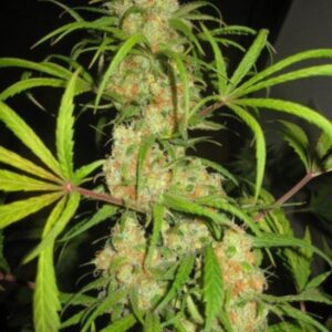 15 UND REG - NL5 X HAZE * MR NICE LIMITED EDITION 15 UND REG