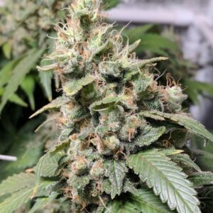 15 UND REG - NL5 X SKUNK * MR NICE LIMITED EDITION 15 UND REG