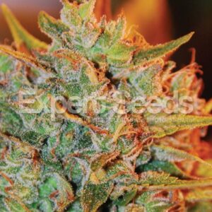 1 UND FEM - NL X BIG BUD AUTO * EXPERT SEEDS 1 UND FEMINIZADA