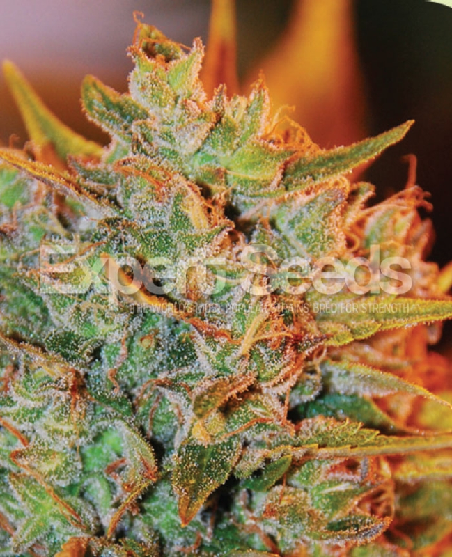 10 UND FEM - NL X BIG BUD AUTO * EXPERT SEEDS 10 UND FEMINIZADAS