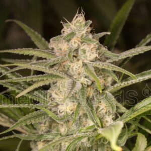 3 UND FEM - NO NAME AUTO * MEDICAL SEEDS FEM 3 UND