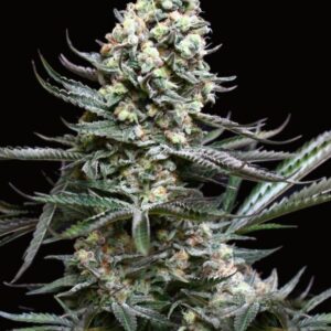 1 UND FEM - NORDES * ABSOLUTE CANNABIS SEEDS 1 UND FEM