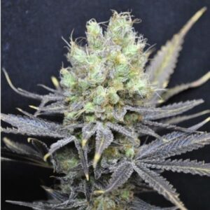 5 UND FEM - NORDLE * CBD CREW SEEDS 5 UND FEMINIZADAS