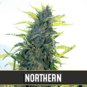 3 UND FEM - NORTHERN AUTO * BLIMBURN SEEDS 3 UND FEMINIZADAS