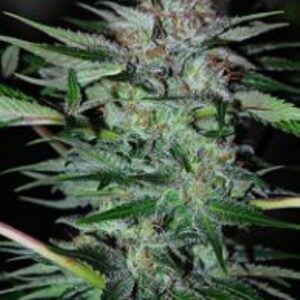 1 UND FEM - NORTHERN DWARF AUTOMATICA * PROFESSIONAL SEEDS 1 UND FEMINIZADA