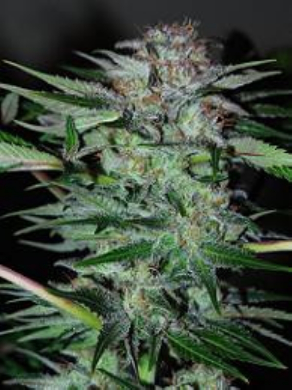 1 UND FEM - NORTHERN DWARF AUTOMATICA * PROFESSIONAL SEEDS 1 UND FEMINIZADA