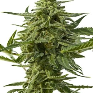 5 UND FEM - NORTHERN HAZE EXPRESS * POSITRONICS 5 UND FEMINIZADAS